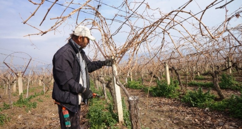 Üreticilere budama önerisi