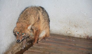 Uşak’ta yaralı tilki tedavi edilerek doğaya salındı