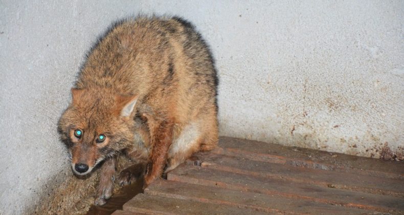 Uşak’ta yaralı tilki tedavi edilerek doğaya salındı