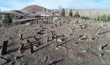 Uzunlukları insan boyunu aşıyor, her biri gökten düşmüş gibi