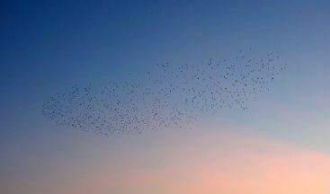 Van semalarında sığırcıkların muhteşem dansı