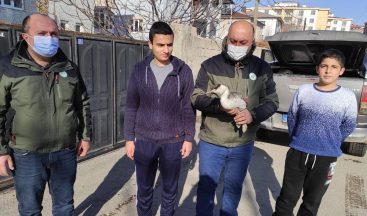 Van’da bitkin halede bulunan Bahri kuşu tedavi altına alındı