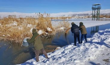 Van’da yaban hayvanlarına yem desteği