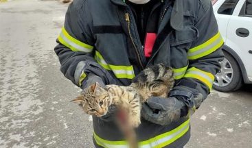 Yaralı kediye belediye şefkat eli uzattı