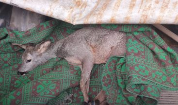 Yaralı yavru karaca tedavi altına alındı