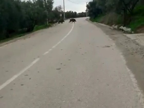 Yolda biranda karşılarına domuz sürüsü çıktı
