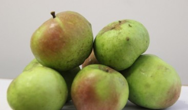 Yomra elması tescillendi