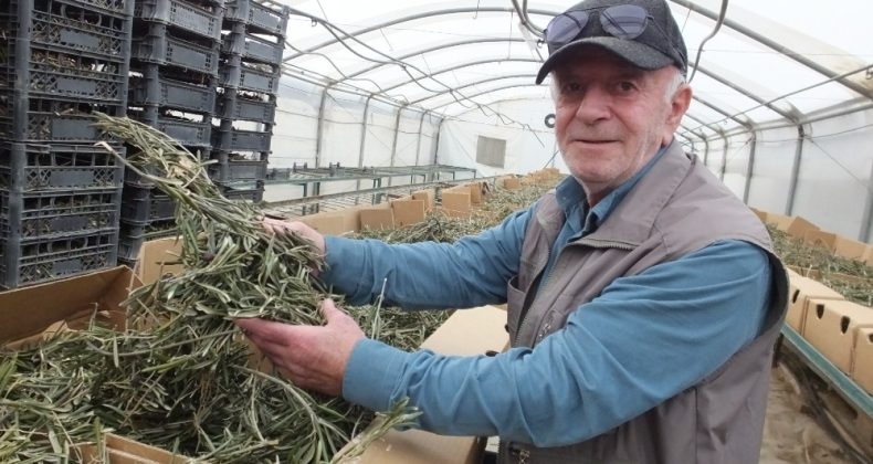 Zeytin yaprağının korona virüse iyi geldiğini iddia etti